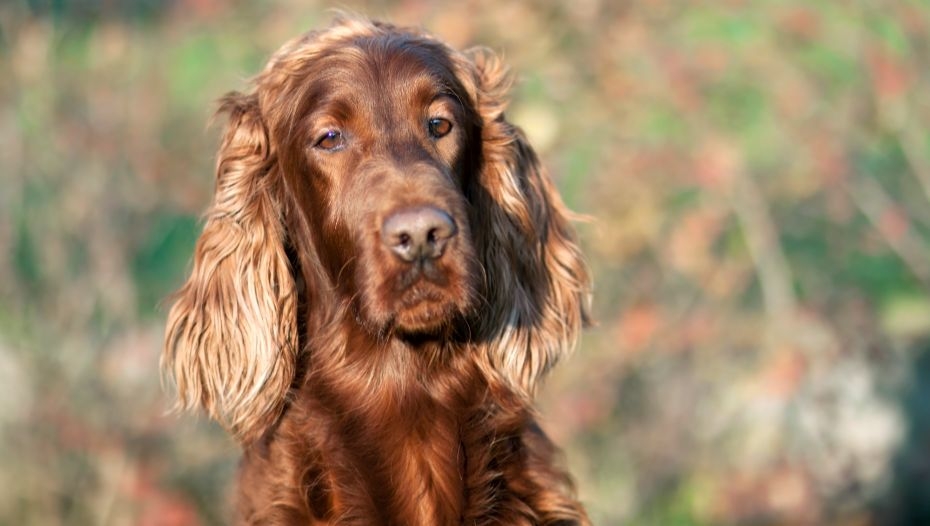 Irish setter dog shops breeds